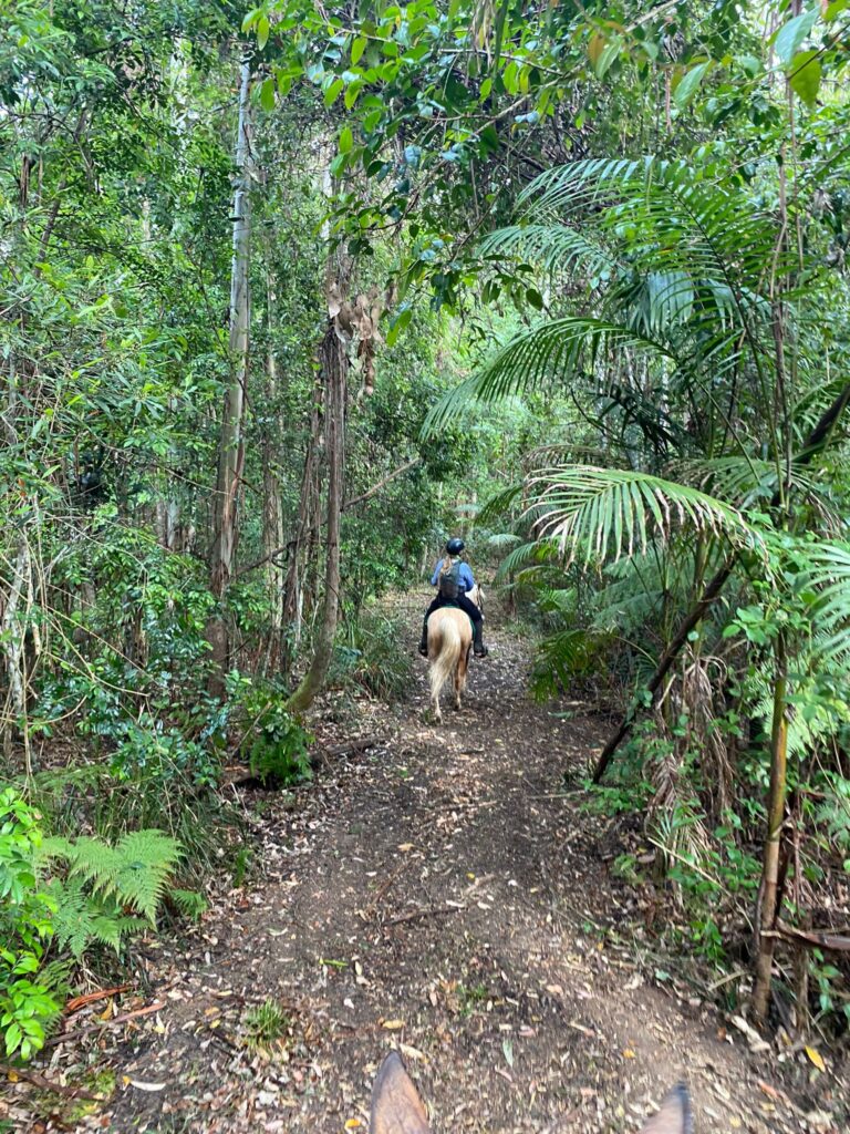 Ruiter en paard in het regenwoud in Australië.