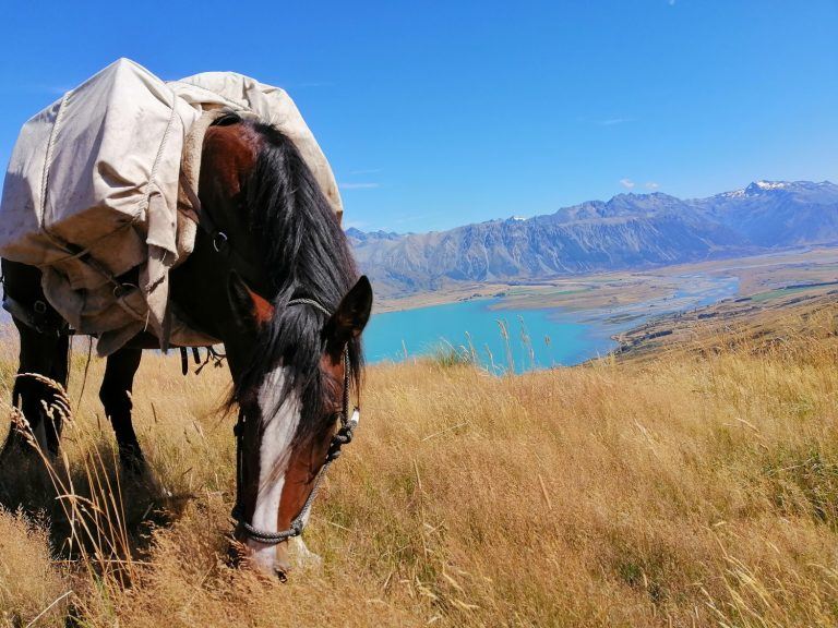 Paard graast bij een blauw meer in de bergen van Nieuw Zeeland