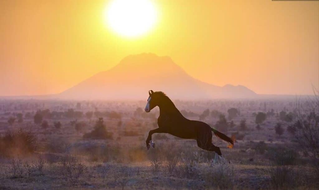 Bruin Marwari paard bijzonsondergang tijdens een paardrijvakantie in India