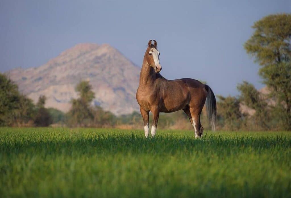 Bruin Marwari paard met bergen op de achtergrond tijdens een paardrijvakantie in India