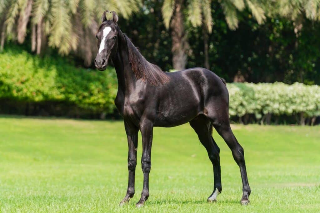 Zwart Marwari paard tijdens een paardrijvakantie in India