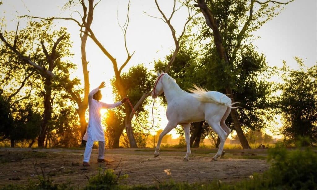 Wit Marwari paard tijdens een paardrijvakantie in India
