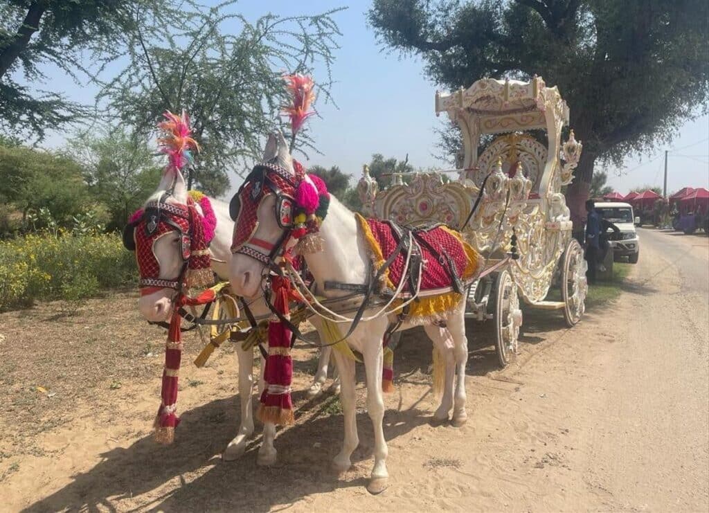 Twee Marwari paarden voor een trouwkoets in India