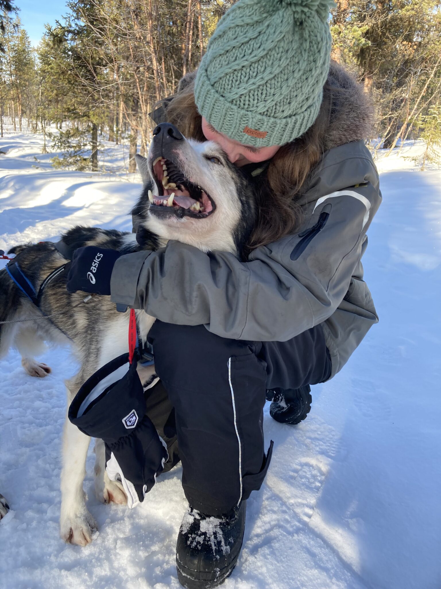Vrouw met husky hond tijdens een huskysleetocht in Zweden