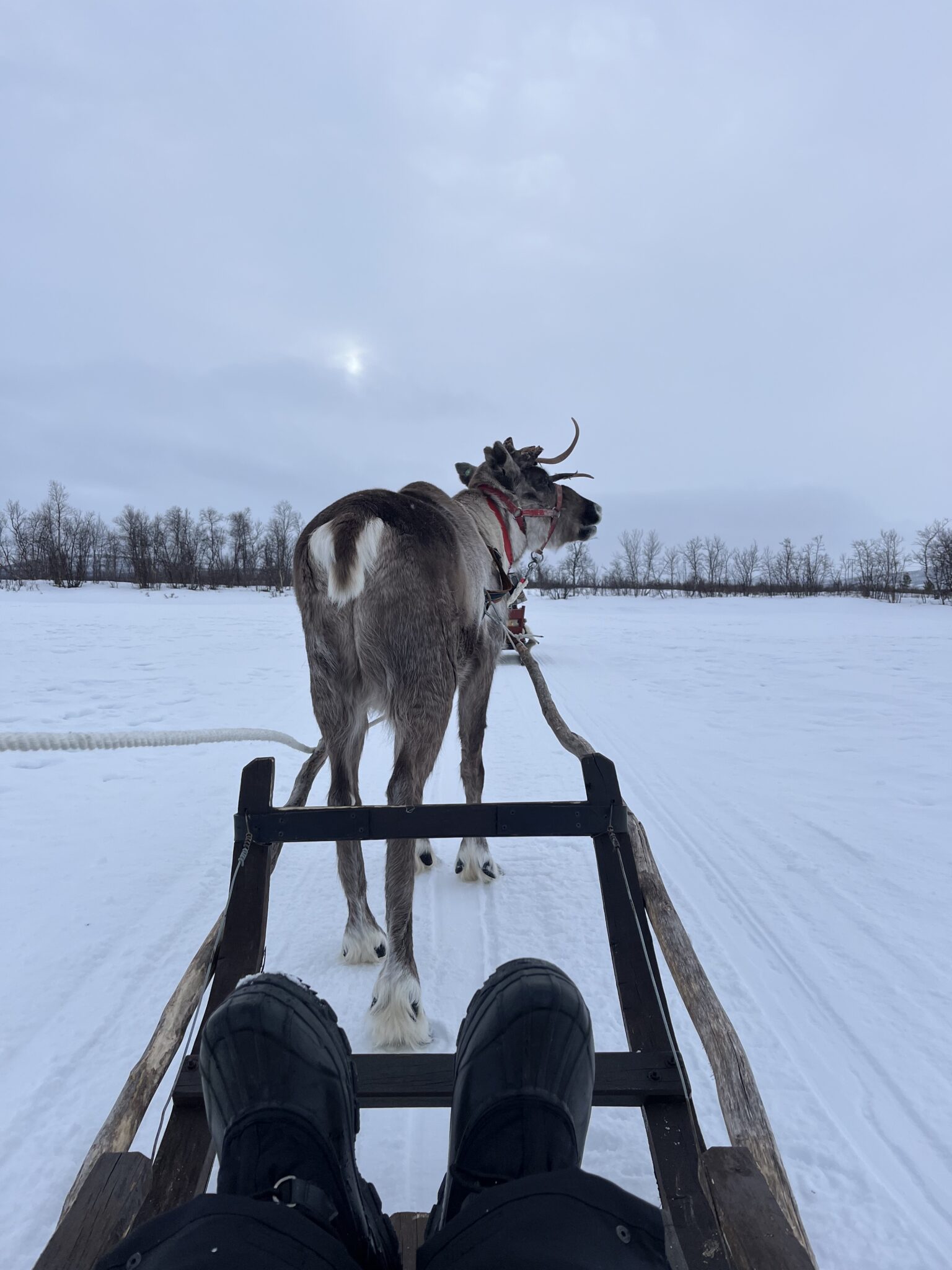 Rendier voor een slee tijdens een wintervakantie in Zweden