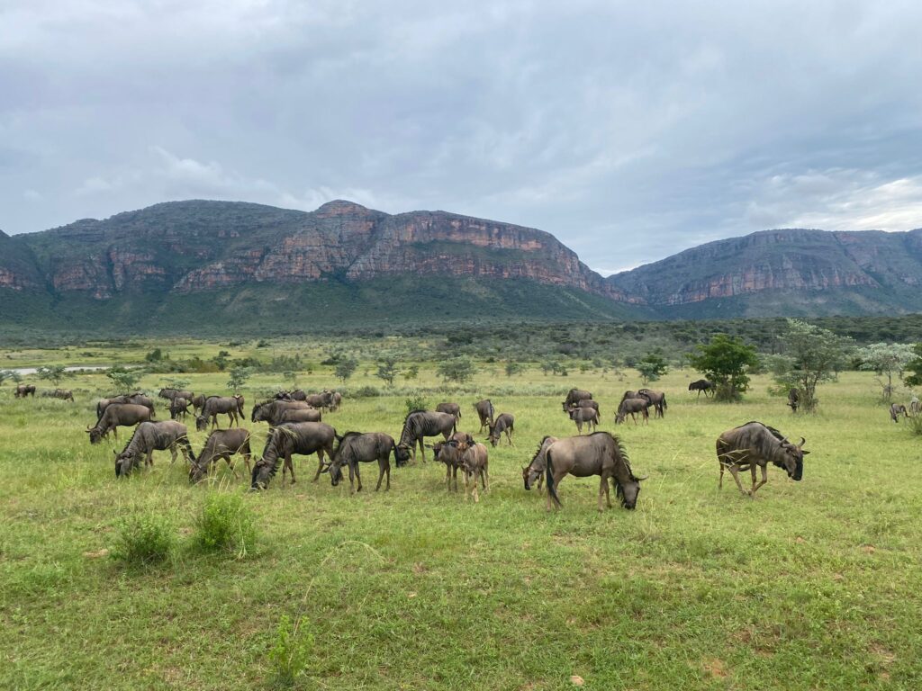Vlakte vol met gnoes tijdens een safari in Zuid-Afrika