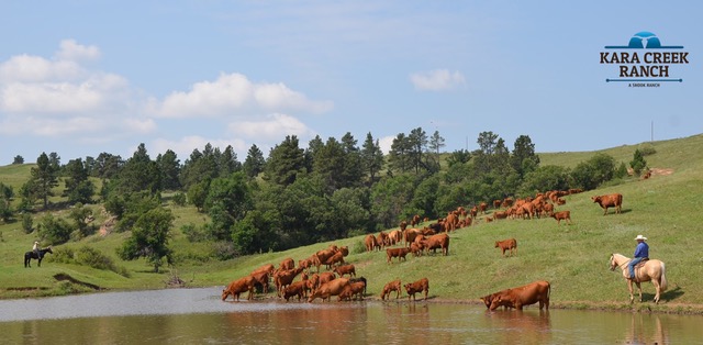 Kudde koeien drinkt bij een meer terwijl cowboy's op hun paarden toekijken in de Verenigde Staten