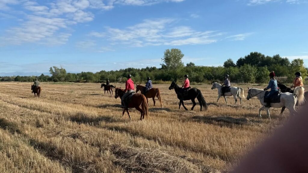 Ruiters en paarden rijden door een graanveld in Bulgarije