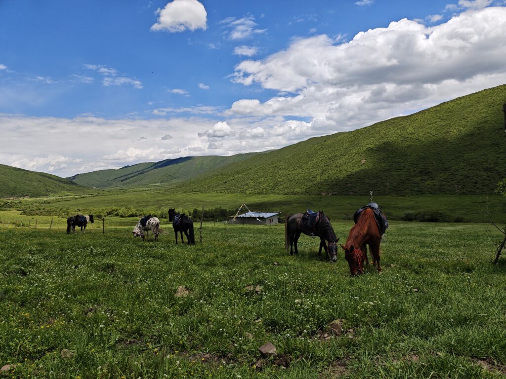 Grazende paarden in de heuvels tijdens een expeditie in China