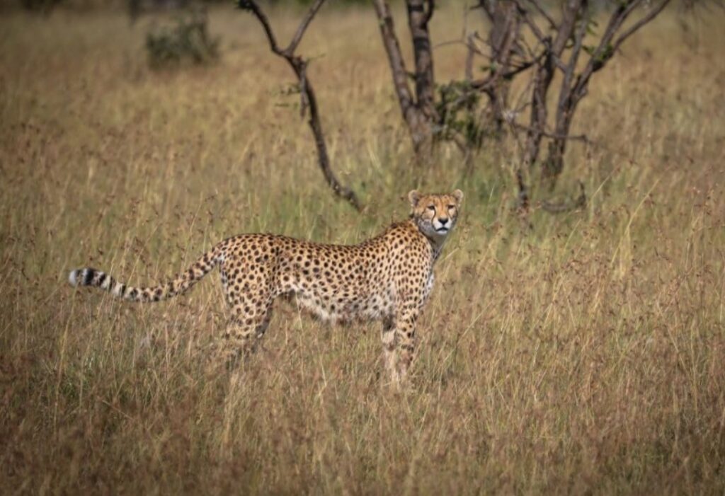 Cheeta tijdens een safari te paard in Kenia