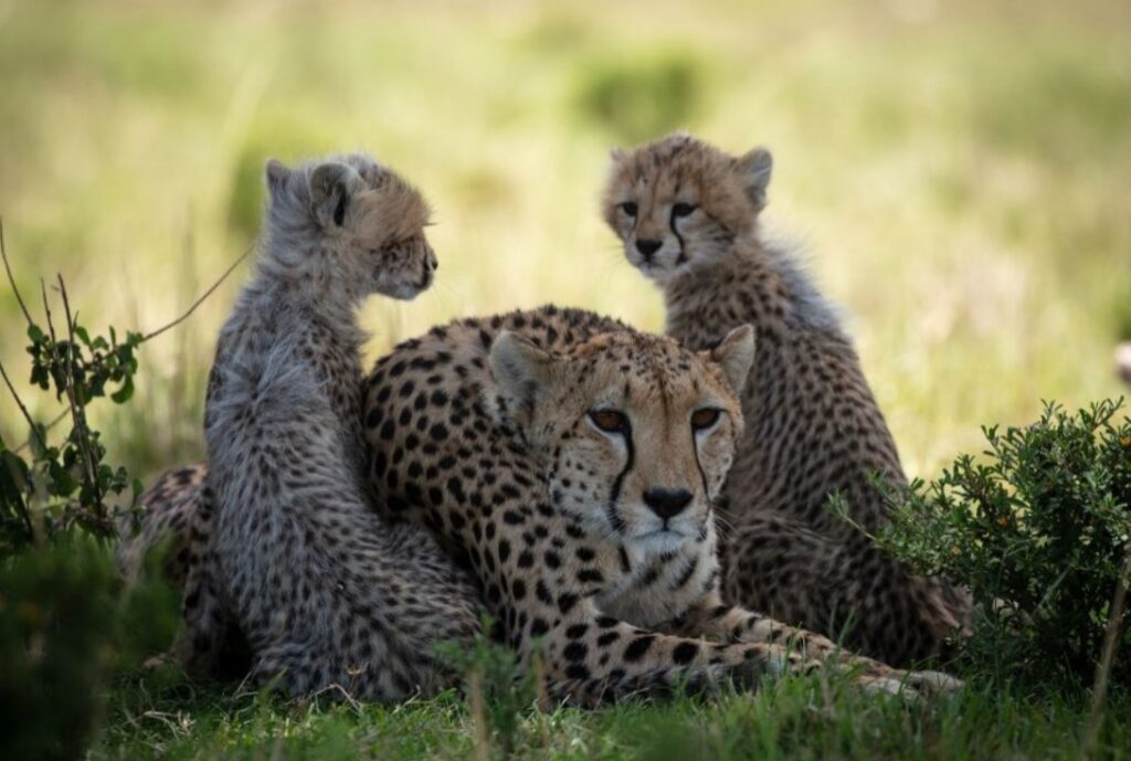 Cheeta's tijdens een safari te paard in Kenia