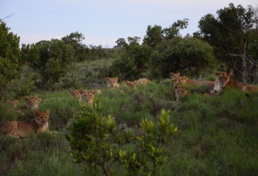 Leeuwen tijdens een safari te paard in Kenia