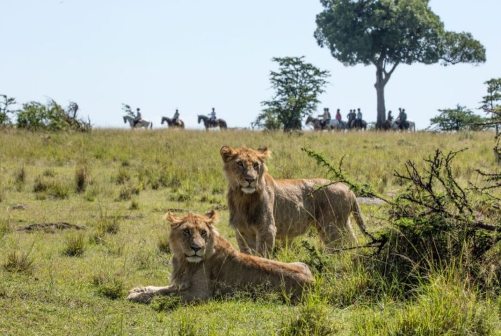 Leeuwen tijdens een safari te paard in Kenia