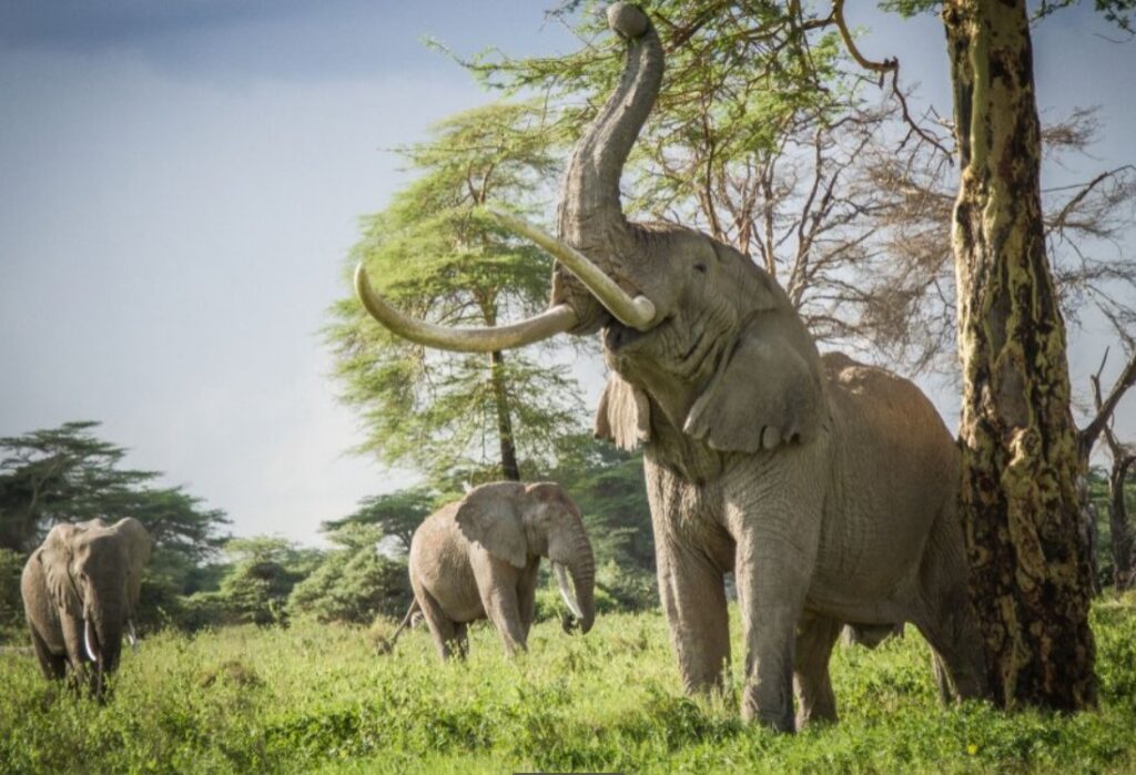 Olifanten tijdens een safari te paard in Kenia