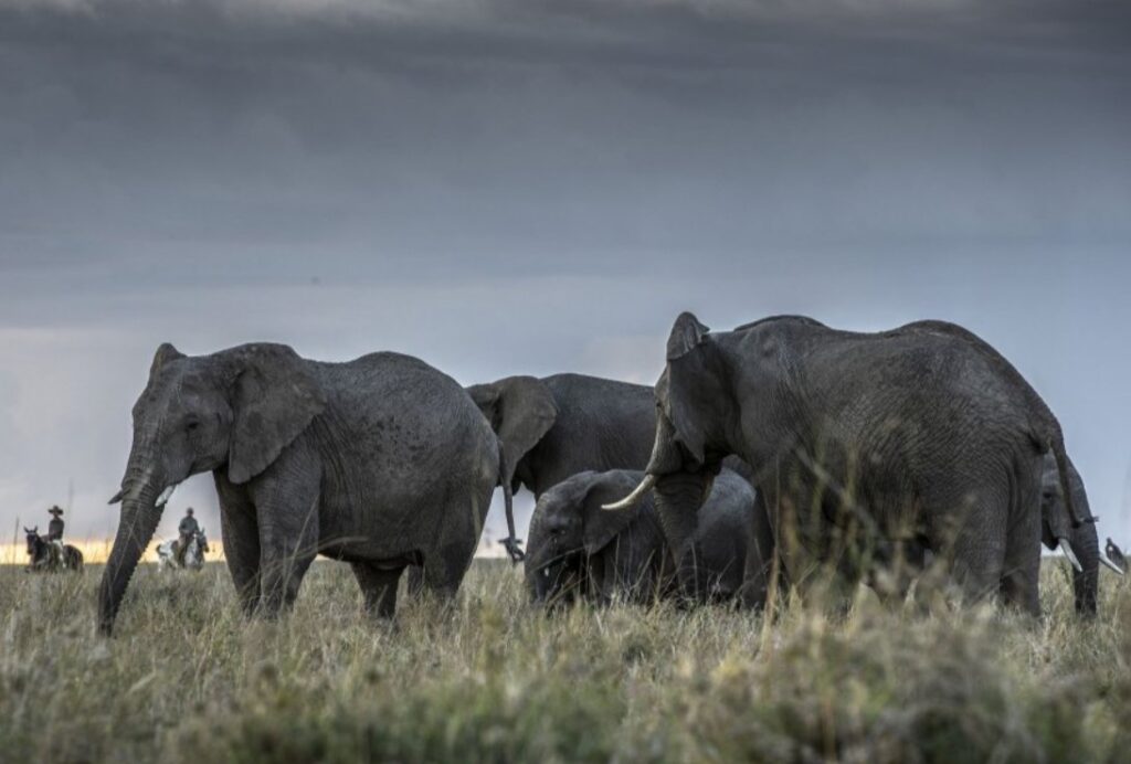 Olifanten tijdens een safari te paard in Kenia