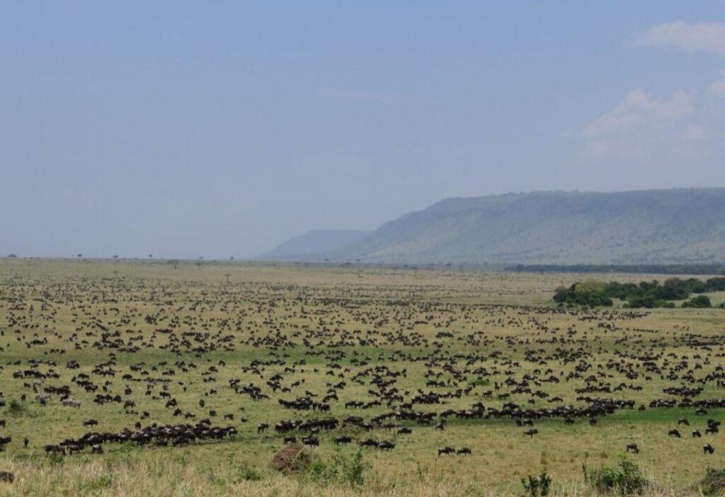 Vlakte vol met gnoes tijdens een safari te paard in Kenia